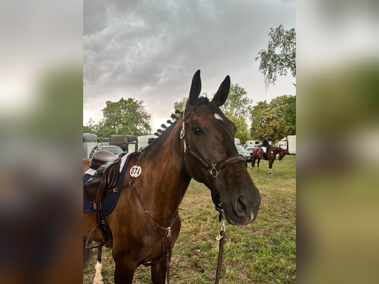 Württemberger Stute 7 Jahre 173 cm Dunkelbrauner in Königsbach-Stein