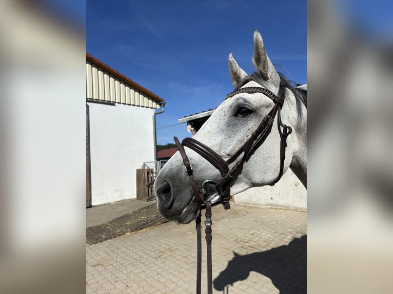 Württemberger Stute 7 Jahre 173 cm Schimmel in Aurach