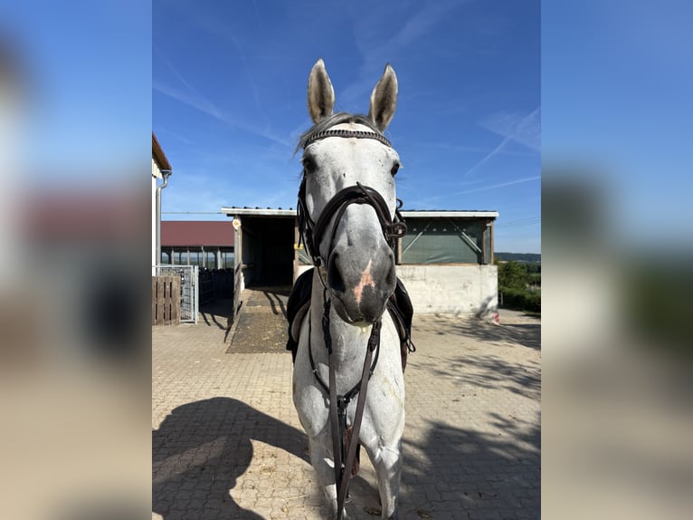Württemberger Stute 7 Jahre 173 cm Schimmel in Aurach