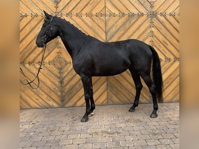 Württemberger Stute 8 Jahre 164 cm Rappe in Güglingen