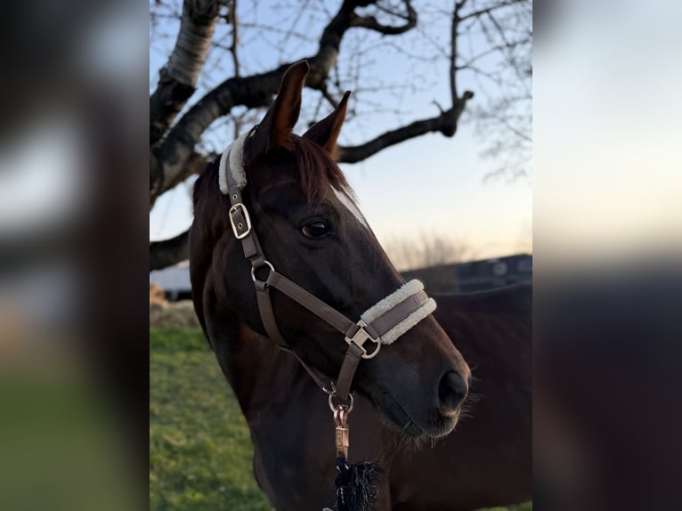 Württemberger Stute 8 Jahre 165 cm Dunkelfuchs in Ditzingen