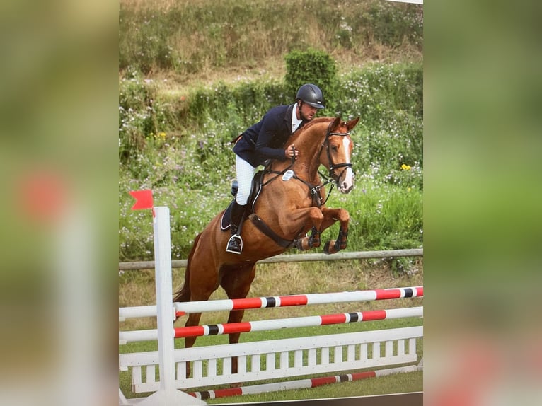 Württemberger Stute 8 Jahre 168 cm Fuchs in Waiblingen