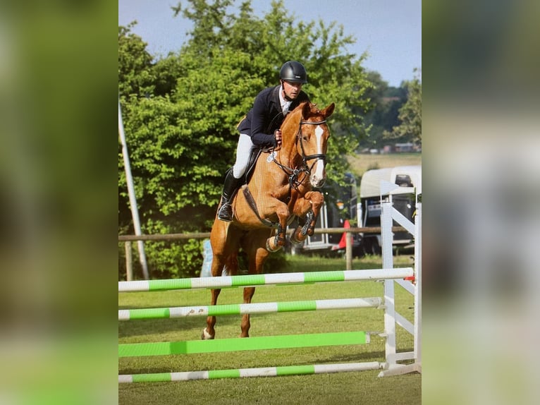 Württemberger Stute 8 Jahre 168 cm Fuchs in Waiblingen