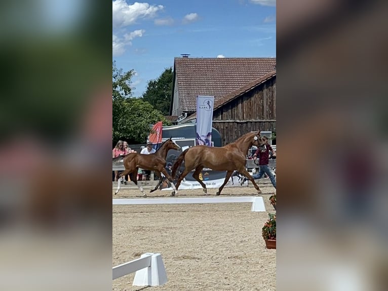 Württemberger Stute 8 Jahre 168 cm Fuchs in Waiblingen