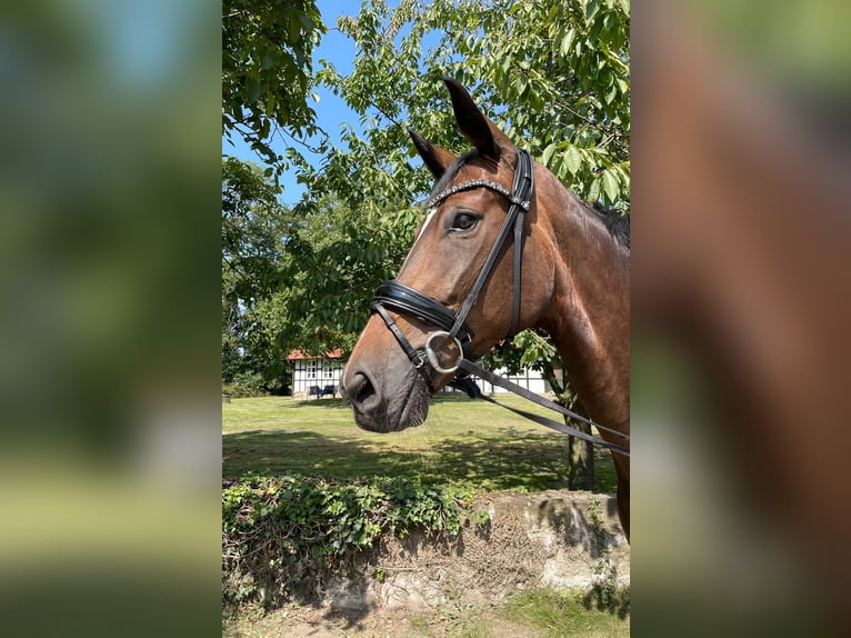 Württemberger Stute 8 Jahre 180 cm Brauner in Lengerich