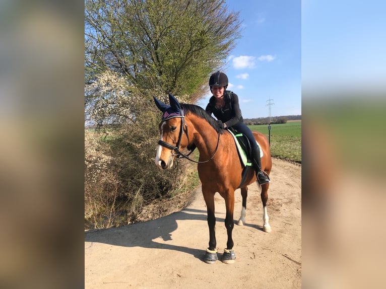 Württemberger Stute 9 Jahre 155 cm Brauner in Nidderau
