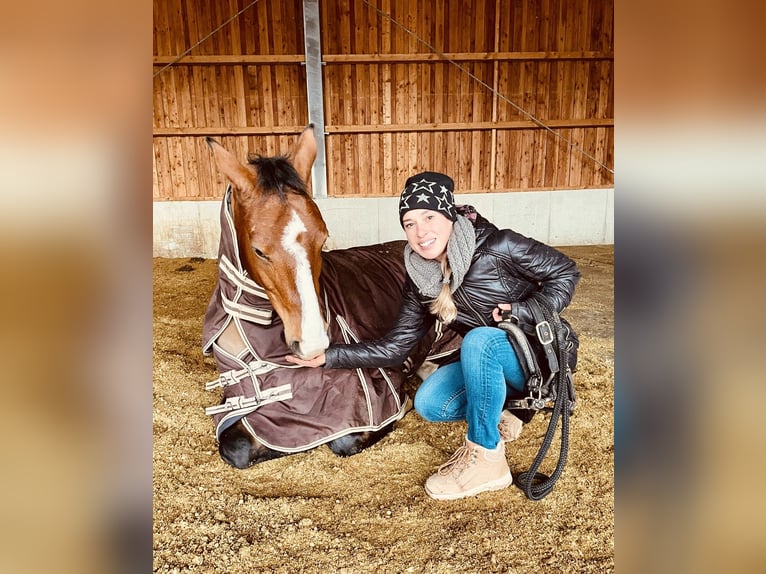 Württemberger Stute 9 Jahre 155 cm Brauner in Nidderau