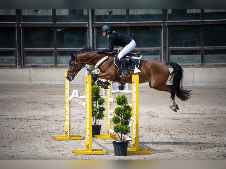 Württemberger Stute 9 Jahre 164 cm Brauner in Waldbrunn