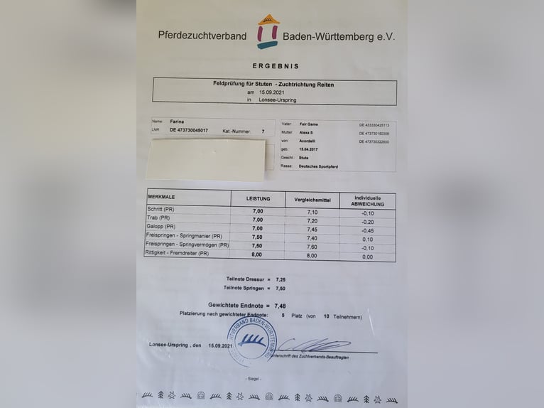 Württemberger Stute 9 Jahre 169 cm Brauner in Laichingen