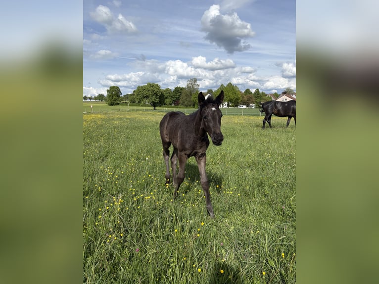 Württemberger Stute Fohlen (04/2026) 170 cm Rappe in Crailsheim
