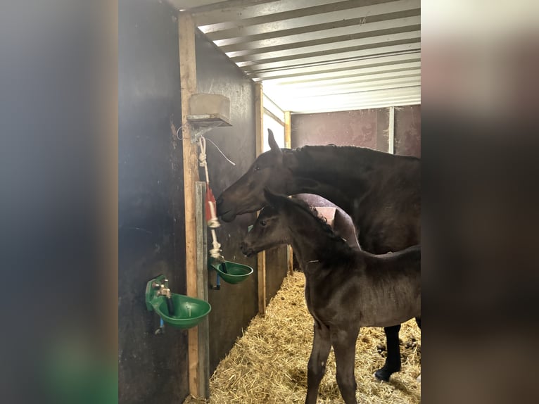 Württemberger Stute Fohlen (04/2026) 170 cm Rappe in Crailsheim