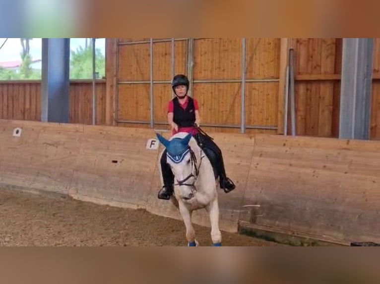 Württemberger Wallach 10 Jahre 165 cm Palomino in Breisach am Rhein