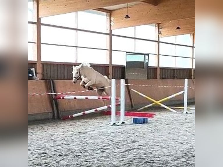 Württemberger Wallach 10 Jahre 165 cm Palomino in Breisach am Rhein