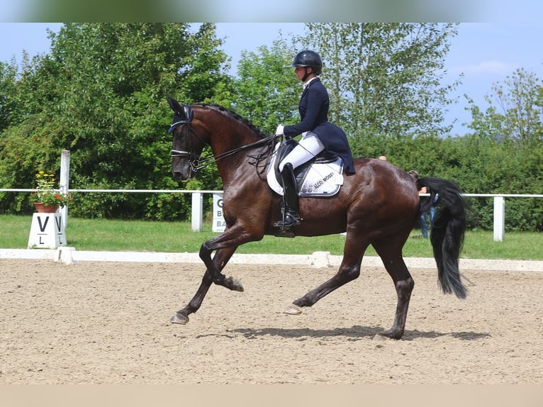 Württemberger Wallach 10 Jahre 175 cm Rappe in G&#xF6;rlitz