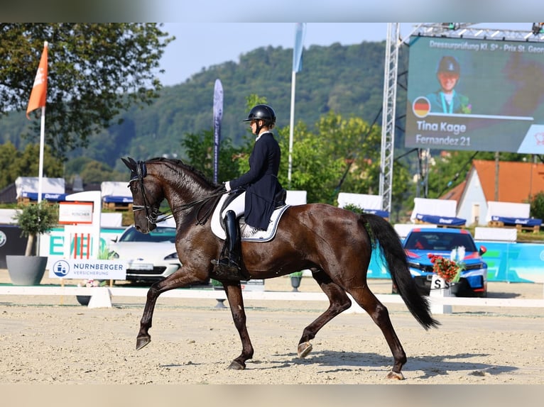 Württemberger Wallach 10 Jahre 175 cm Rappe in G&#xF6;rlitz