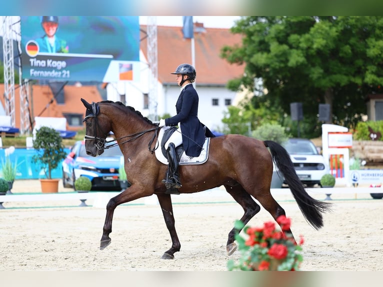 Württemberger Wallach 10 Jahre 175 cm Rappe in G&#xF6;rlitz