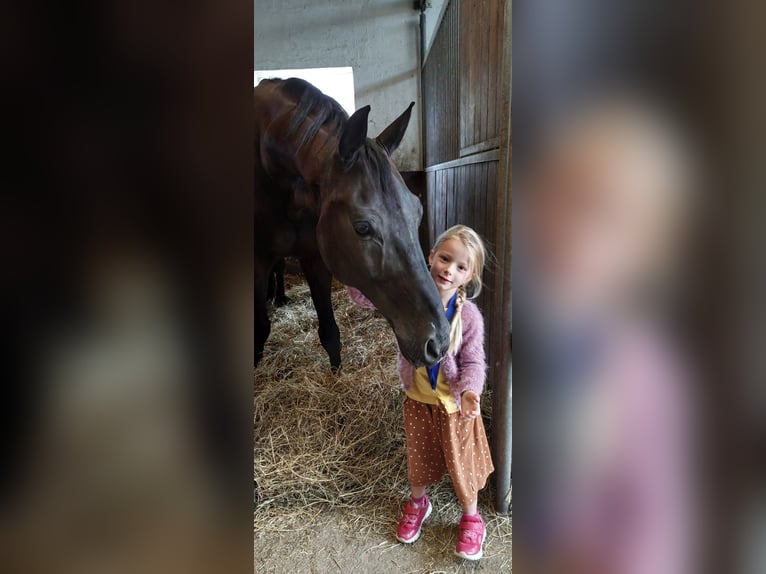 Württemberger Wallach 11 Jahre 175 cm Rappe in Görlitz