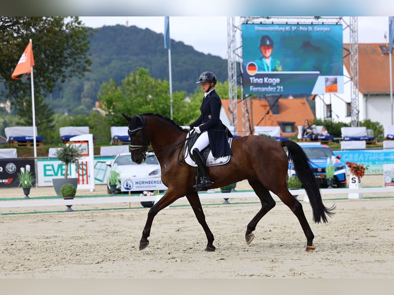 Württemberger Wallach 11 Jahre 175 cm Rappe in Görlitz