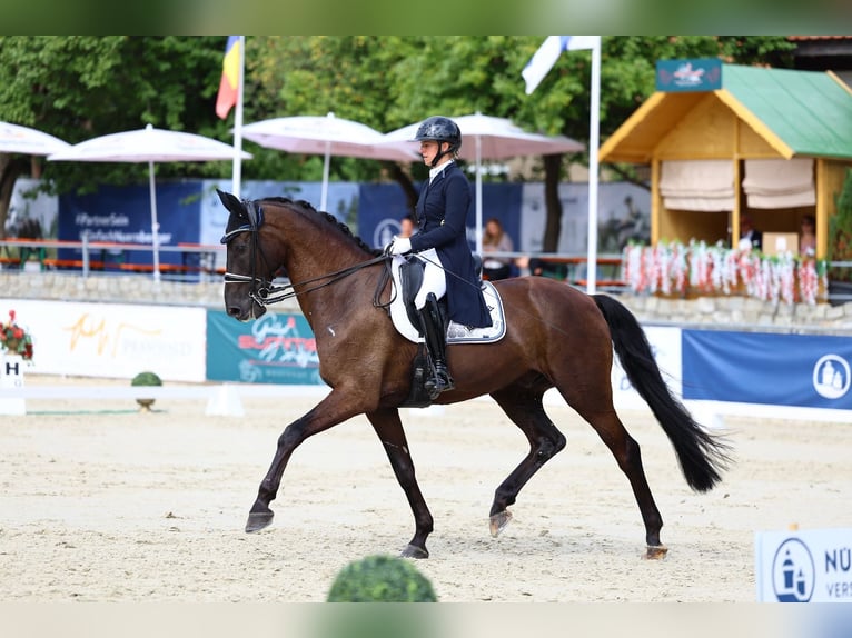 Württemberger Wallach 11 Jahre 175 cm Rappe in Görlitz