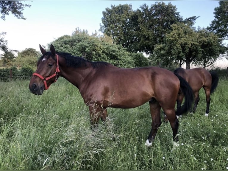 Württemberger Wallach 12 Jahre 172 cm Dunkelbrauner in Stuttgart