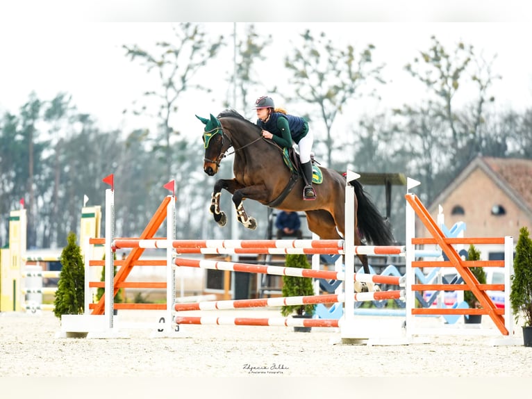 Württemberger Wallach 12 Jahre 172 cm Dunkelbrauner in Krerowo