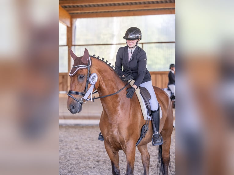Württemberger Wallach 12 Jahre 178 cm Brauner in Wiesloch