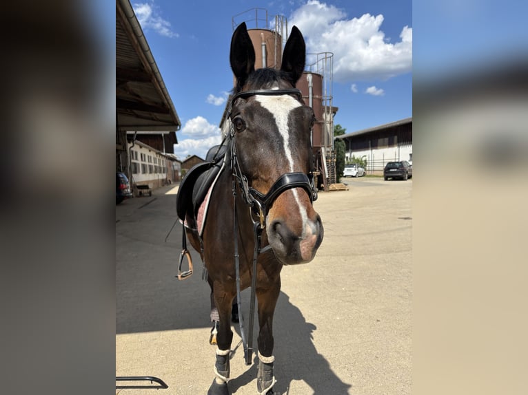 Württemberger Wallach 13 Jahre 165 cm Brauner in Ostfildern