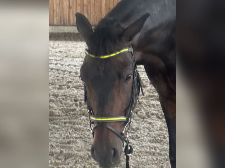 Württemberger Wallach 13 Jahre 165 cm Dunkelbrauner in Volkertshausen