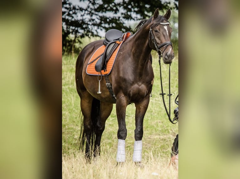 Württemberger Wallach 13 Jahre 167 cm Dunkelbrauner in Wangels
