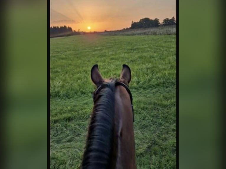 Württemberger Mix Wallach 13 Jahre 168 cm Dunkelbrauner in Steinheim am Albuch Württemberger Mix Wallach 13 Jahre 168 cm Dunkelbrauner in Steinheim am Albuch