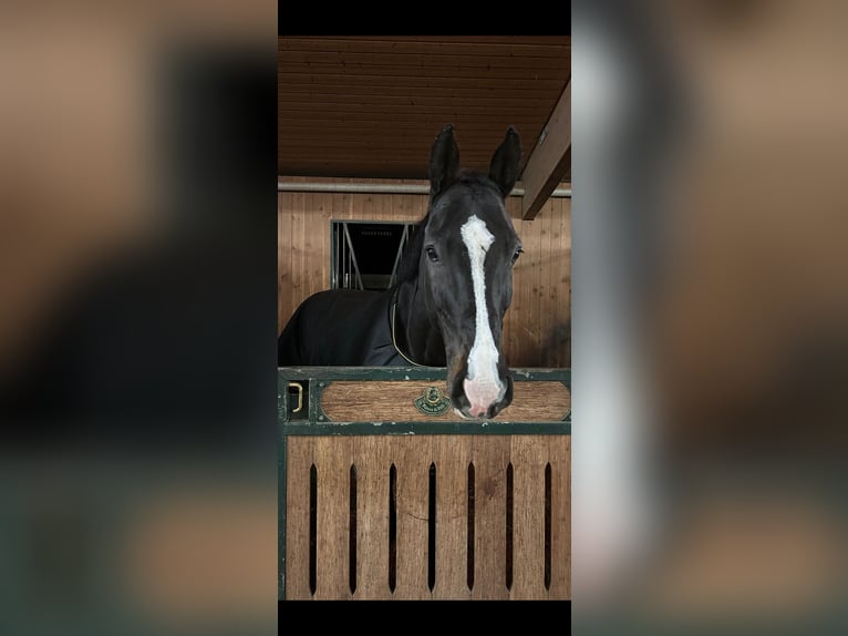 Württemberger Wallach 13 Jahre 171 cm Schwarzbrauner in Dettighofen