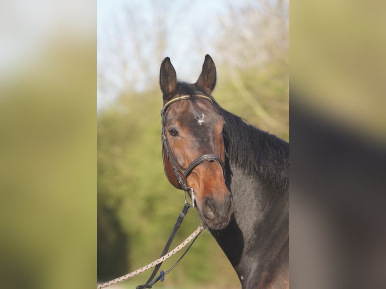Württemberger Wallach 13 Jahre 172 cm Brauner in Kornwestheim