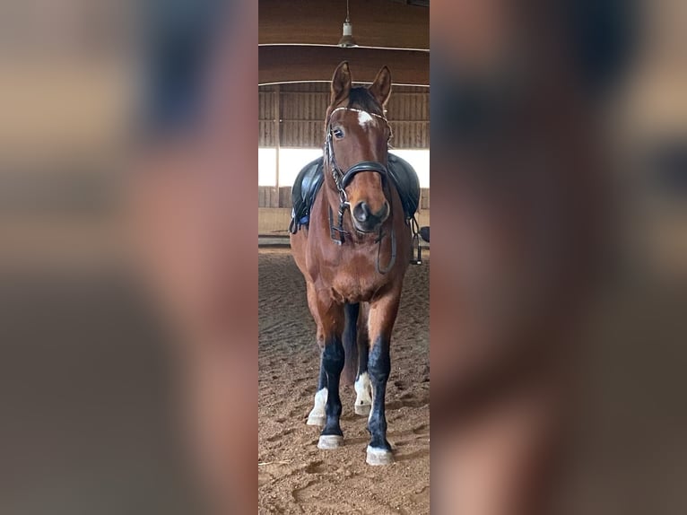 Württemberger Wallach 13 Jahre 172 cm Dunkelbrauner in Stuttgart