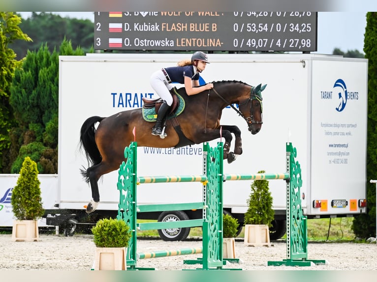 Württemberger Wallach 13 Jahre 172 cm Dunkelbrauner in Bystrzek