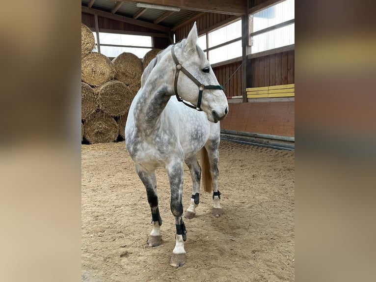 Württemberger Wallach 13 Jahre 172 cm Schimmel in Weilburg