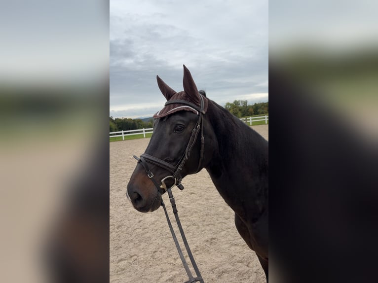 Württemberger Wallach 13 Jahre 173 cm Dunkelbrauner in Baindt