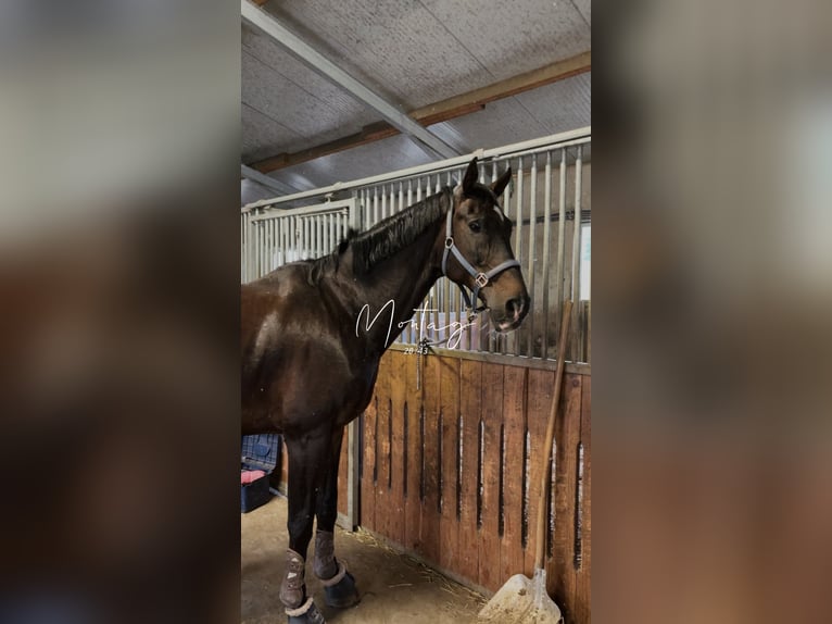 Württemberger Wallach 13 Jahre 173 cm Dunkelbrauner in Baindt