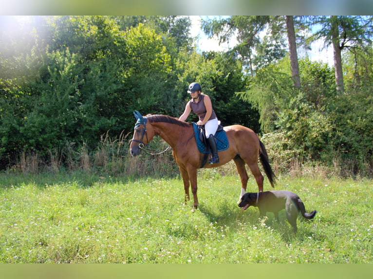 Württemberger Wallach 13 Jahre 173 cm Fuchs in Aichach