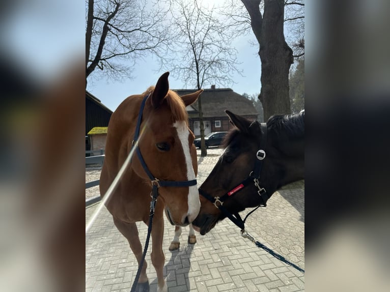 Württemberger Wallach 13 Jahre 174 cm Fuchs in Gifhorn