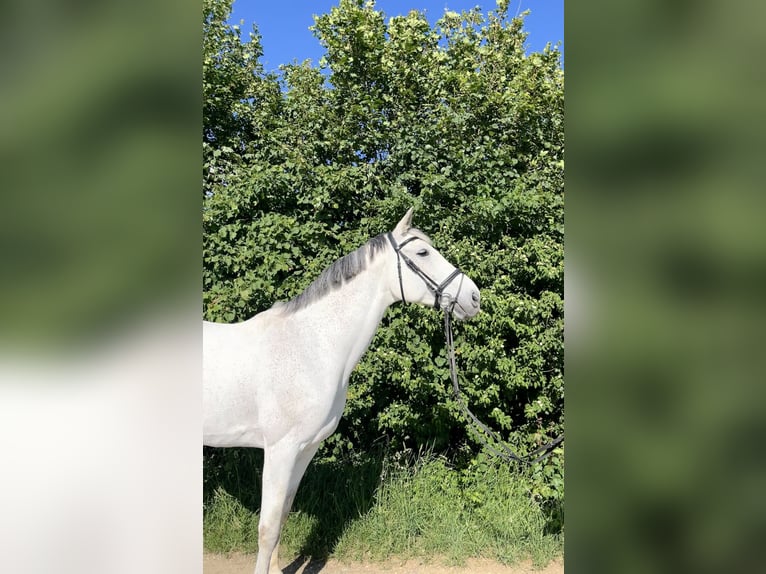 Württemberger Wallach 13 Jahre 175 cm Schimmel in Neresheim