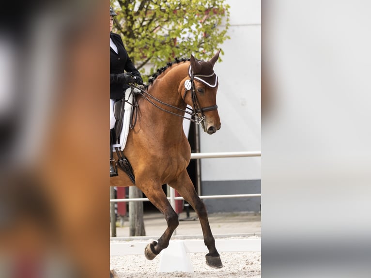 Württemberger Wallach 13 Jahre 178 cm Brauner in Wiesloch