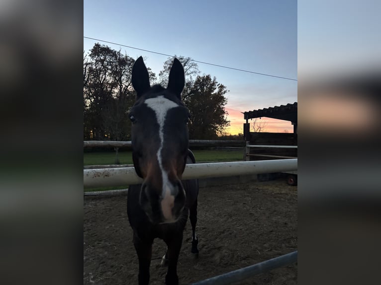 Württemberger Wallach 14 Jahre 165 cm Brauner in Ostfildern