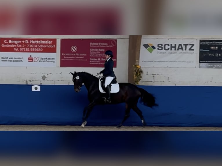 Württemberger Wallach 14 Jahre 165 cm Dunkelbrauner in Ostfildern