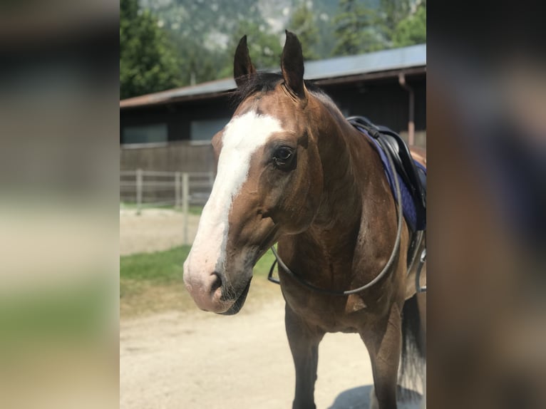 Württemberger Wallach 14 Jahre 167 cm Dunkelbrauner in Bischofswiesen