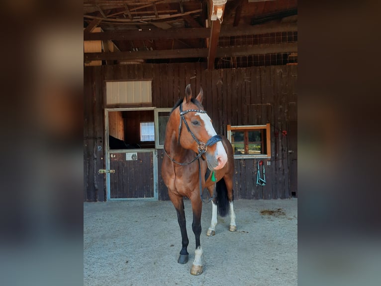 Württemberger Wallach 14 Jahre 167 cm Dunkelbrauner in Bischofswiesen