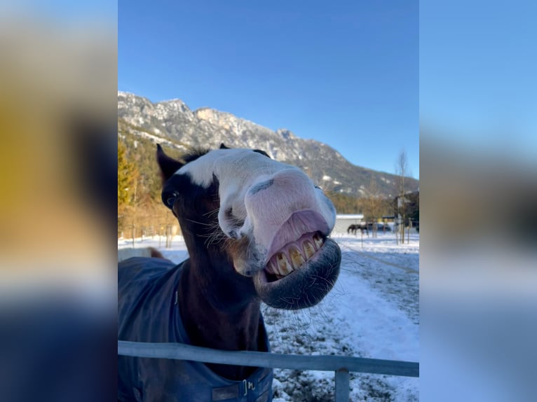 Württemberger Wallach 14 Jahre 167 cm Dunkelbrauner in Bischofswiesen