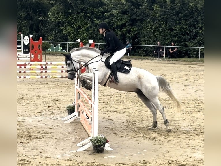 Württemberger Wallach 14 Jahre 167 cm Schimmel in Nidda