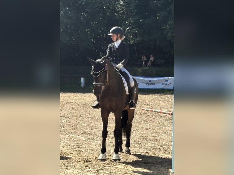 Württemberger Wallach 14 Jahre 170 cm Dunkelbrauner in Niederkassel