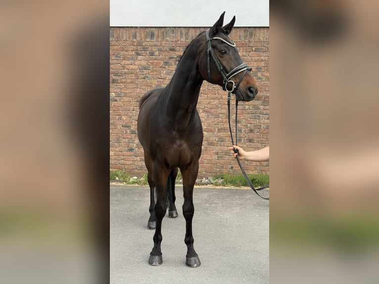 Württemberger Wallach 14 Jahre 170 cm Dunkelbrauner in Niederkassel
