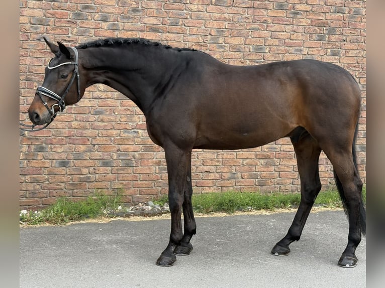 Württemberger Wallach 14 Jahre 170 cm Dunkelbrauner in Niederkassel